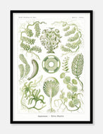 havplanter  |  ERNST HAECKEL - decoARTE