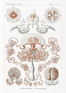 gobler  |  ERNST HAECKEL - decoARTE