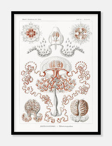 gobler  |  ERNST HAECKEL - decoARTE