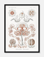 gobler  |  ERNST HAECKEL - decoARTE
