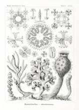 Indlæs billede til gallerivisning tang  |  ERNST HAECKEL - decoARTE
