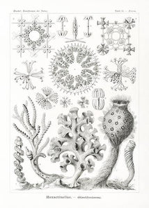 tang  |  ERNST HAECKEL - decoARTE
