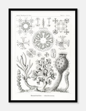 tang  |  ERNST HAECKEL - decoARTE