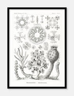 tang  |  ERNST HAECKEL - decoARTE