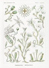 Indlæs billede til gallerivisning plankton  |  ERNST HAECKEL - decoARTE
