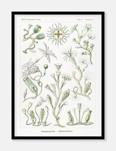 Indlæs billede til gallerivisning plankton  |  ERNST HAECKEL - decoARTE
