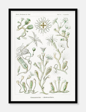 plankton  |  ERNST HAECKEL - decoARTE