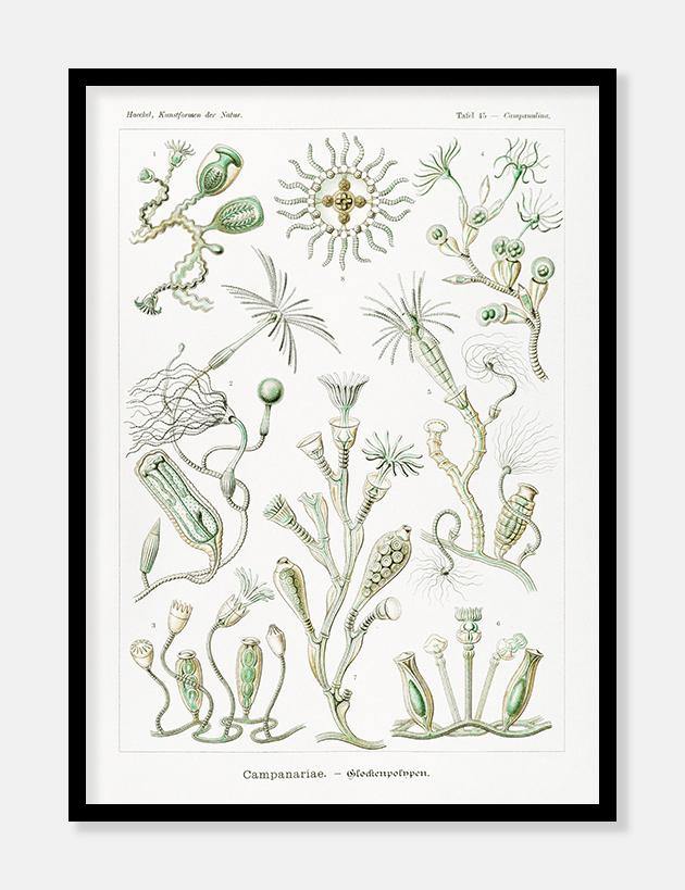 plankton  |  ERNST HAECKEL - decoARTE