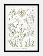 plankton  |  ERNST HAECKEL - decoARTE