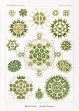 Indlæs billede til gallerivisning plankton  |  ERNST HAECKEL - decoARTE
