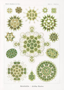 plankton  |  ERNST HAECKEL - decoARTE