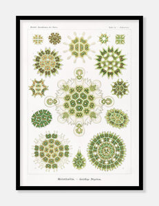 plankton  |  ERNST HAECKEL - decoARTE