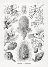 Indlæs billede til gallerivisning kogler  |  ERNST HAECKEL - decoARTE
