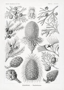 kogler  |  ERNST HAECKEL - decoARTE