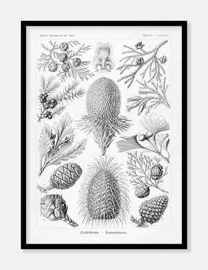 kogler  |  ERNST HAECKEL - decoARTE