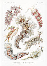 Indlæs billede til gallerivisning dyr  |  ERNST HAECKEL - decoARTE
