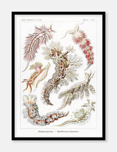 Indlæs billede til gallerivisning dyr  |  ERNST HAECKEL - decoARTE
