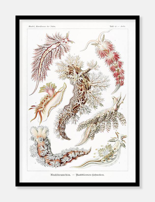 dyr  |  ERNST HAECKEL - decoARTE