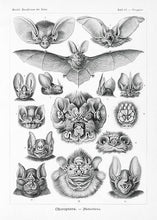 Indlæs billede til gallerivisning flagermus  |  ERNST HAECKEL - decoARTE
