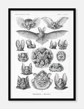 Indlæs billede til gallerivisning flagermus  |  ERNST HAECKEL - decoARTE
