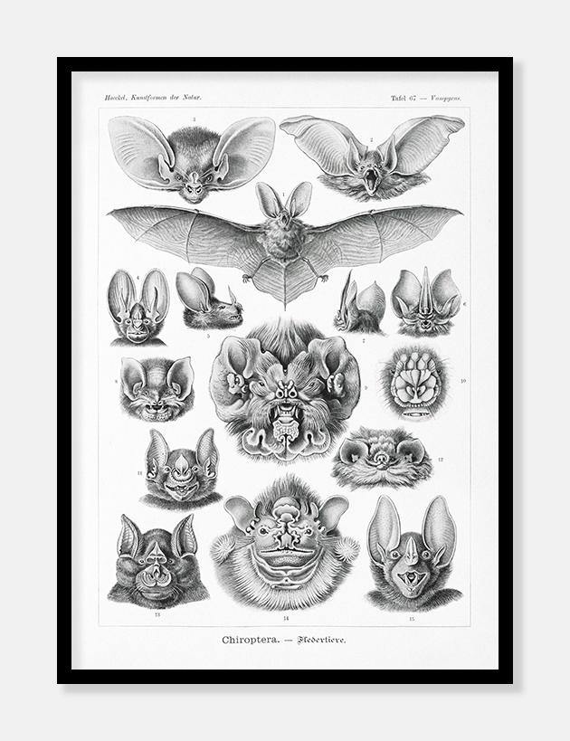 flagermus  |  ERNST HAECKEL - decoARTE