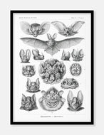 flagermus  |  ERNST HAECKEL - decoARTE