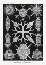Indlæs billede til gallerivisning plankton  |  ERNST HAECKEL - decoARTE
