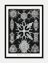 Indlæs billede til gallerivisning plankton  |  ERNST HAECKEL - decoARTE
