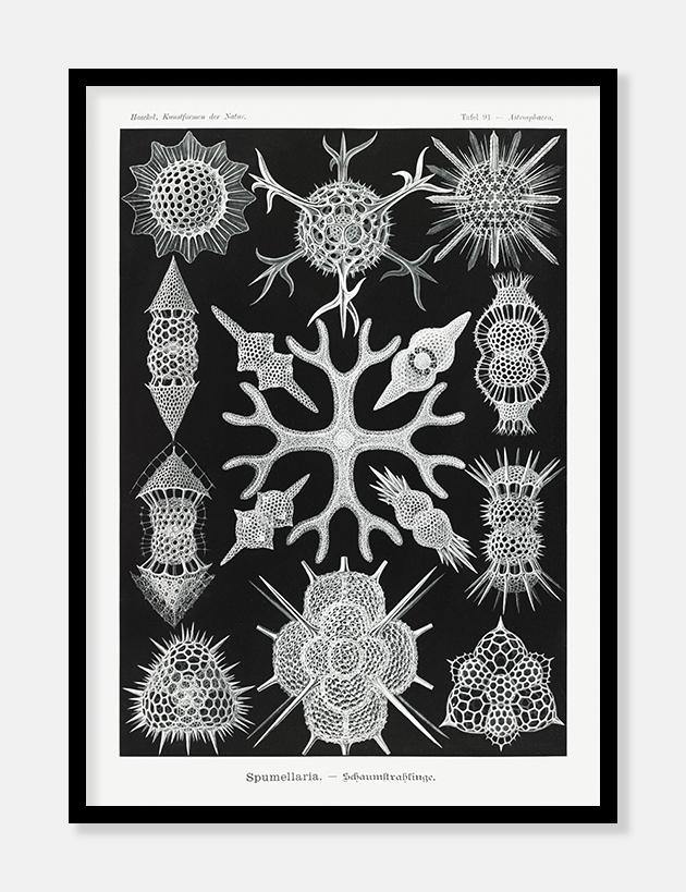 plankton  |  ERNST HAECKEL - decoARTE