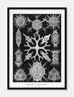 plankton  |  ERNST HAECKEL - decoARTE