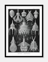 Indlæs billede til gallerivisning sødyr  |  ERNST HAECKEL - decoARTE
