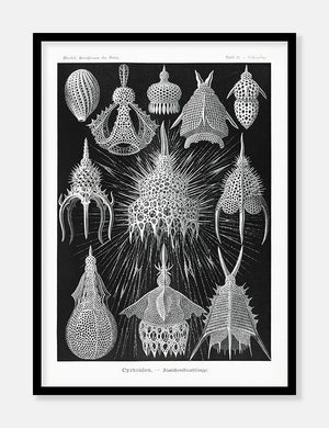 sødyr  |  ERNST HAECKEL - decoARTE