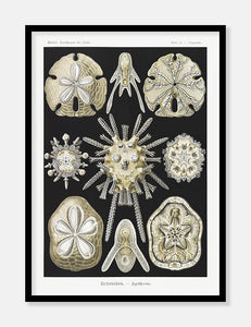 søpindsvin  |  ERNST HAECKEL - decoARTE