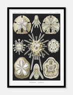 søpindsvin  |  ERNST HAECKEL - decoARTE