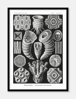 havdyr  |  ERNST HAECKEL - decoARTE