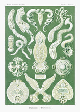 Indlæs billede til gallerivisning plankton  |  ERNST HAECKEL - decoARTE
