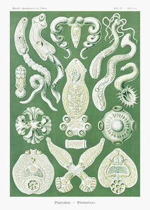 plankton  |  ERNST HAECKEL - decoARTE