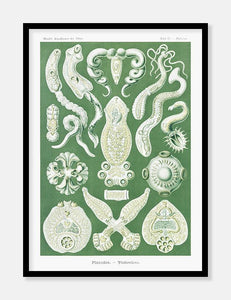 plankton  |  ERNST HAECKEL - decoARTE