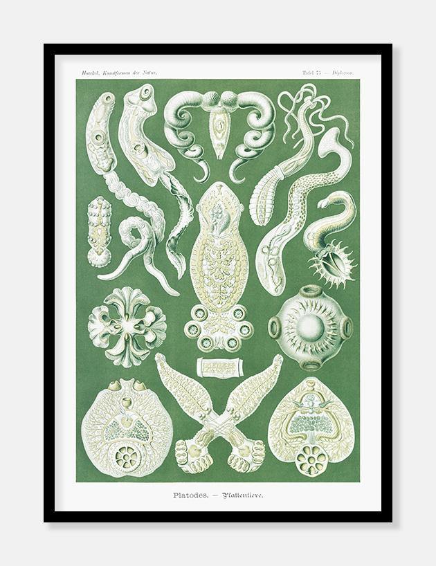 plankton  |  ERNST HAECKEL - decoARTE