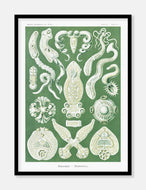plankton  |  ERNST HAECKEL - decoARTE