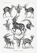 Indlæs billede til gallerivisning gazeller  |  ERNST HAECKEL - decoARTE
