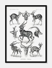 Indlæs billede til gallerivisning gazeller  |  ERNST HAECKEL - decoARTE
