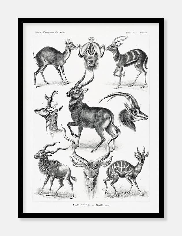 gazeller  |  ERNST HAECKEL - decoARTE