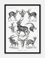 gazeller  |  ERNST HAECKEL - decoARTE