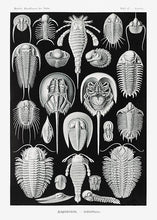 Indlæs billede til gallerivisning smådyr  |  ERNST HAECKEL - decoARTE

