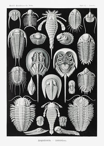 smådyr  |  ERNST HAECKEL - decoARTE
