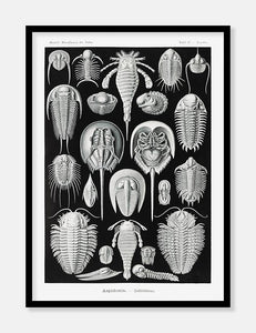 smådyr  |  ERNST HAECKEL - decoARTE
