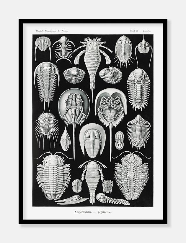 smådyr  |  ERNST HAECKEL - decoARTE