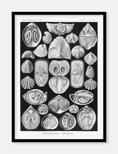 Indlæs billede til gallerivisning muslinger  |  ERNST HAECKEL - decoARTE
