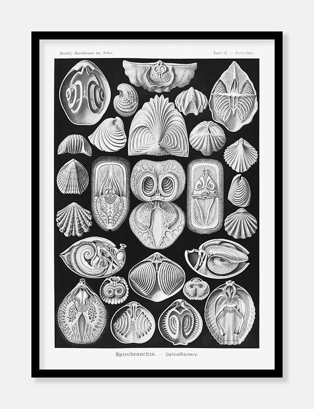 muslinger  |  ERNST HAECKEL - decoARTE